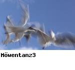 Möwentanz3